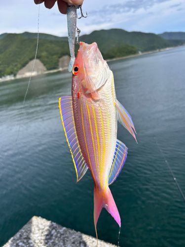 イトヨリダイの釣果