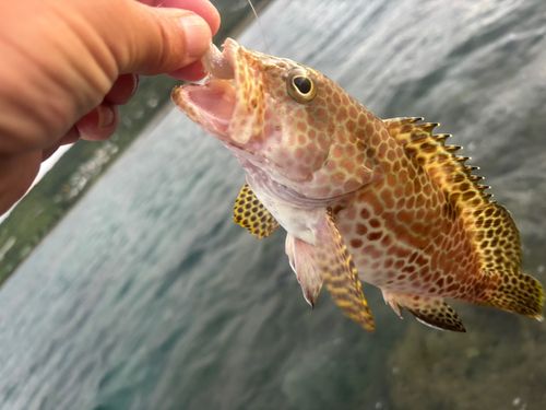 釣果