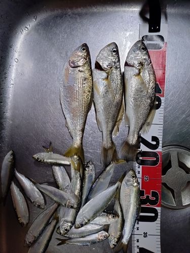 イシモチの釣果