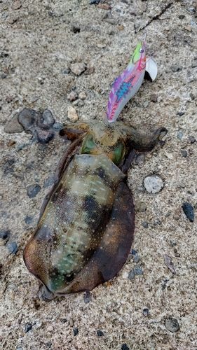 アオリイカの釣果