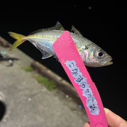 アジ