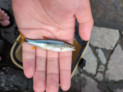 カワムツの釣果