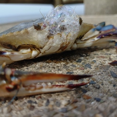 ワタリガニの釣果
