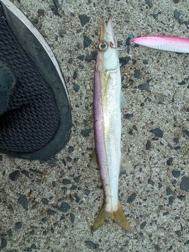 カマスの釣果