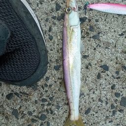 カマス