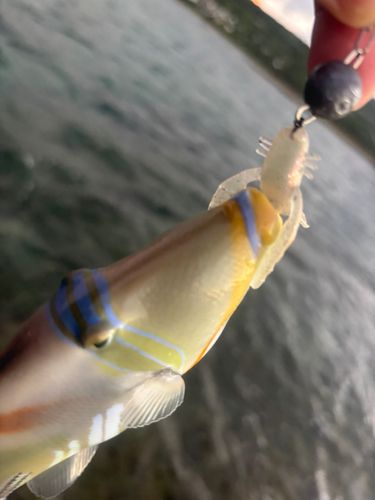 釣果