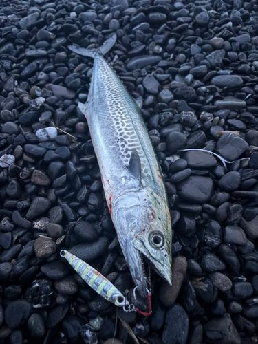 サゴシの釣果