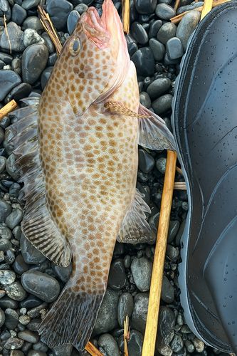 オオモンハタの釣果