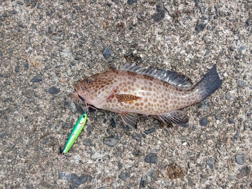 オオモンハタの釣果