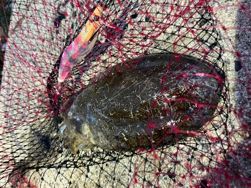 コウイカの釣果