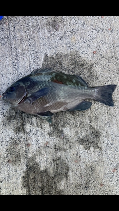 メジナの釣果