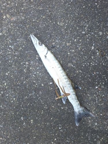 オニカマスの釣果