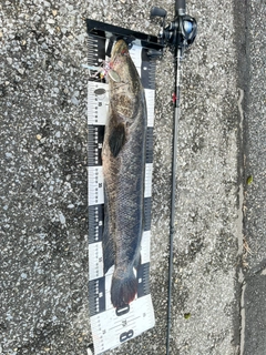 カムルチーの釣果