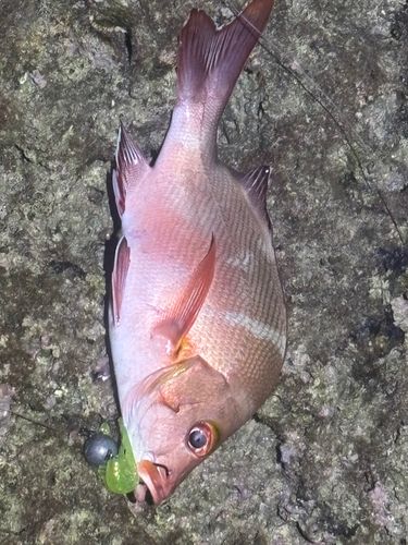 釣果