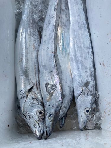 タチウオの釣果