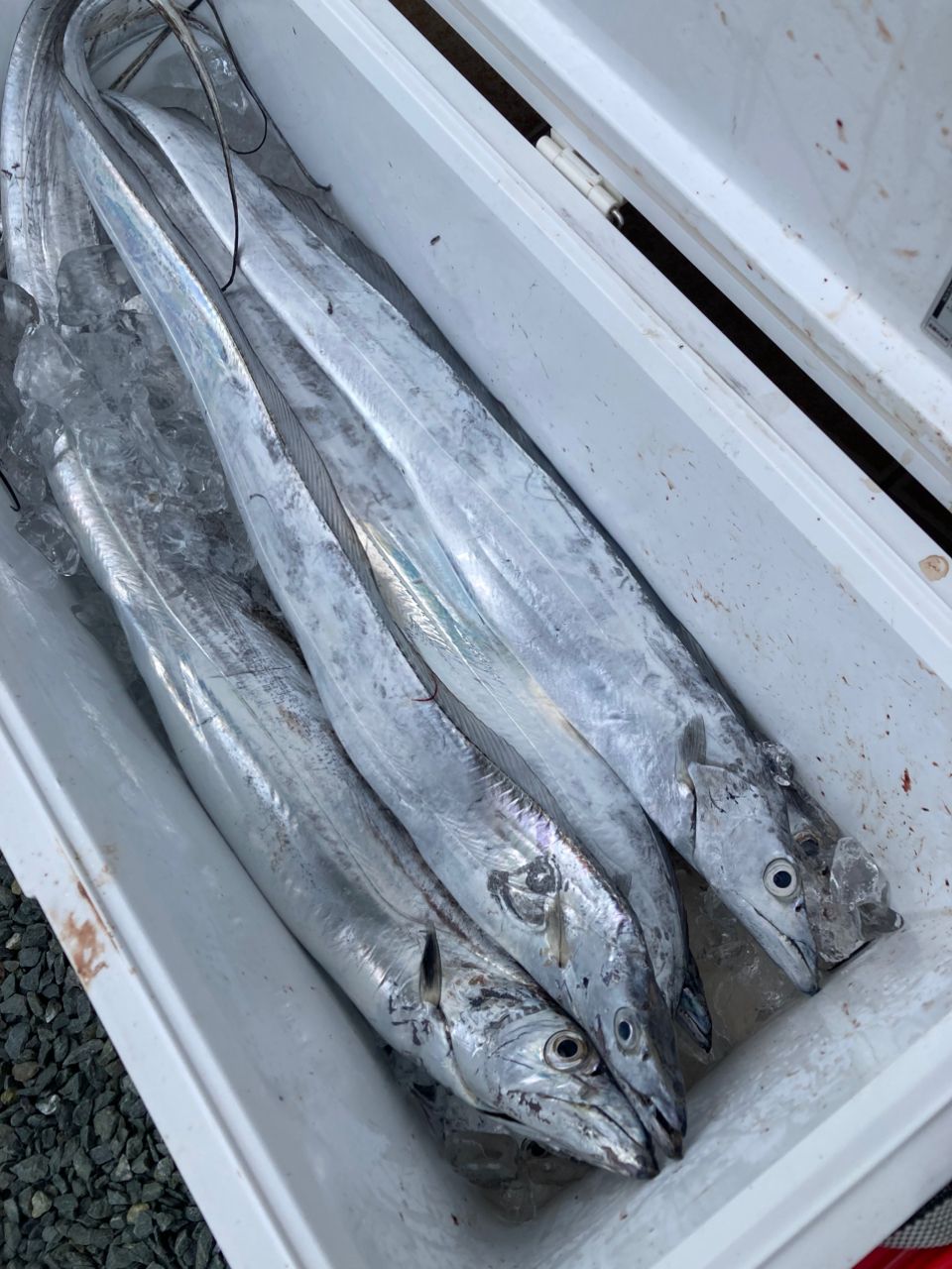 おぱんちゅパンサーさんの釣果 2枚目の画像