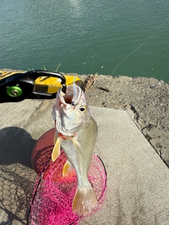 釣果