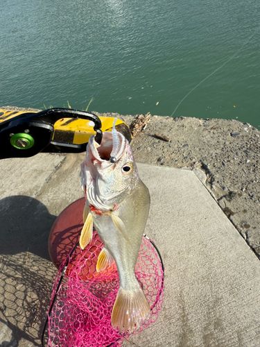 釣果