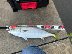 ハマチの釣果