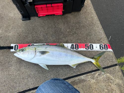 ハマチの釣果