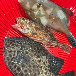イシガキダイ