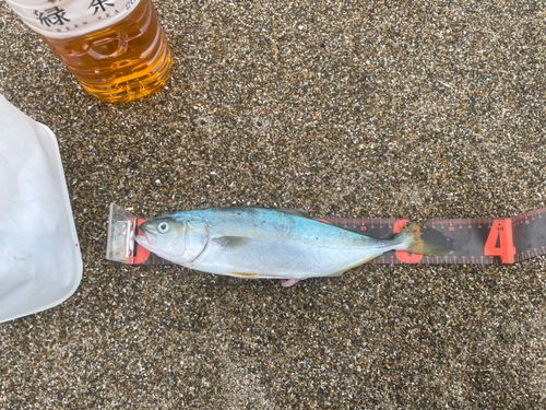 ワカシの釣果