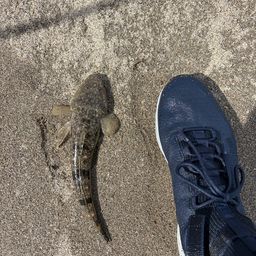 マゴチ