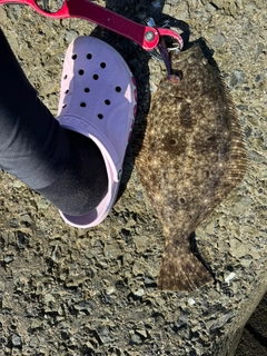 ヒラメの釣果