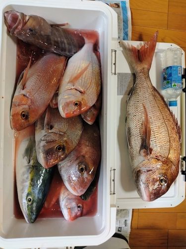 マダイの釣果