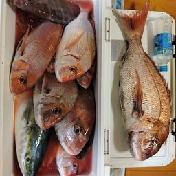 マダイ