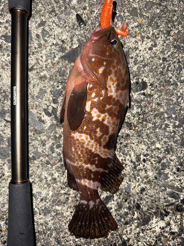 常滑りんくう釣り護岸