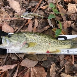 ラージマウスバス