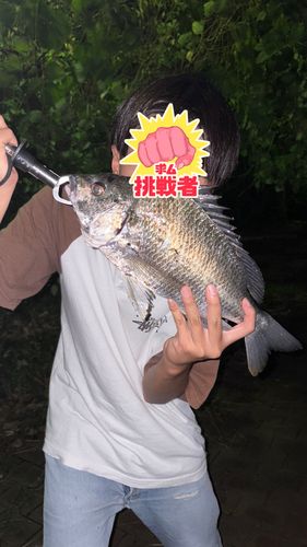 蓬川