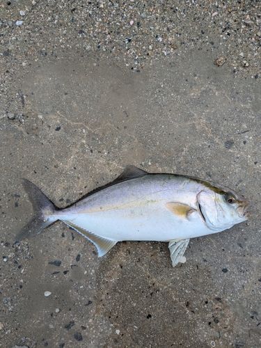 ネリゴの釣果