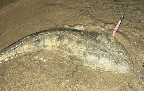 マゴチの釣果