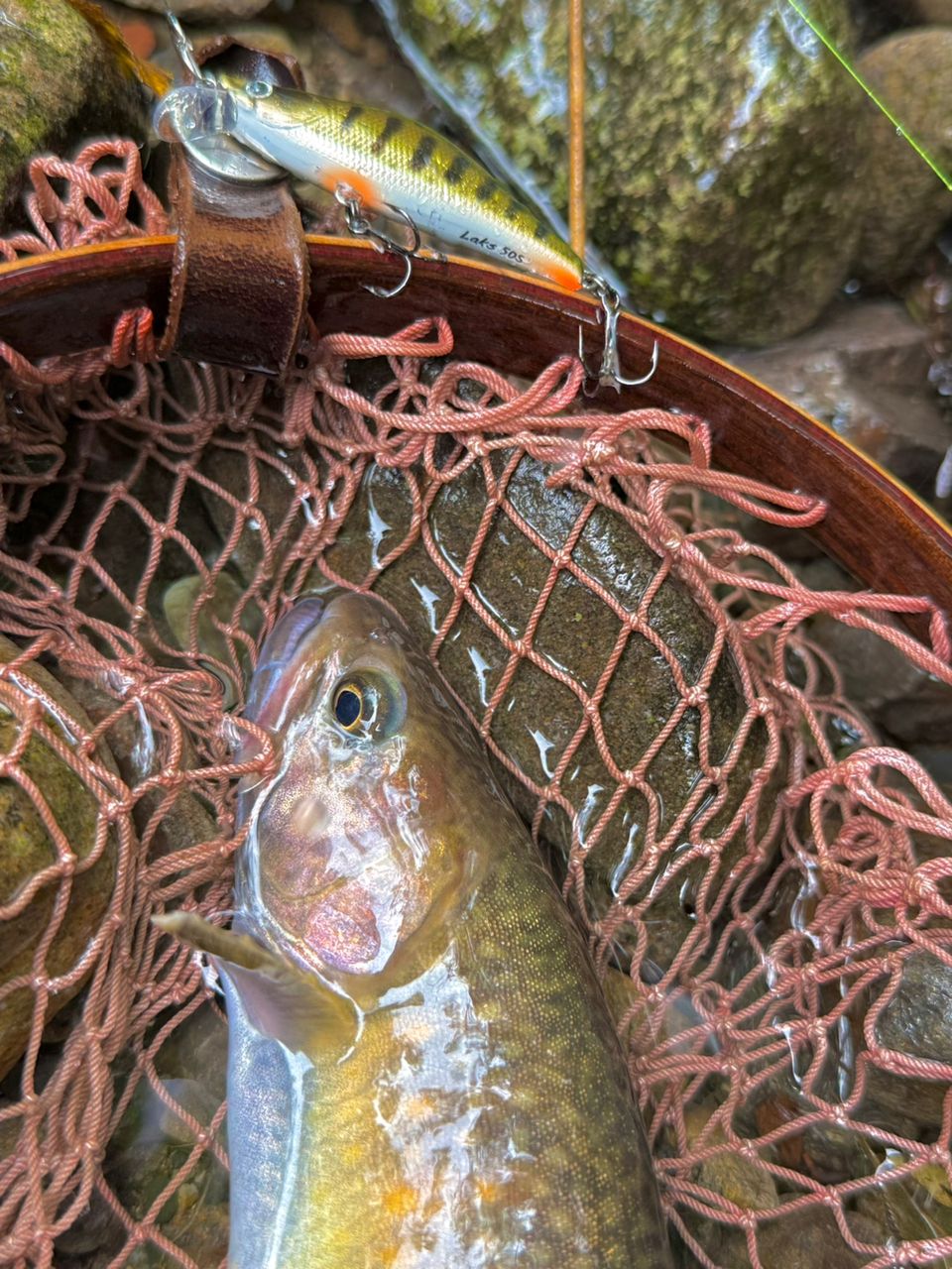 ニッコウイワナ