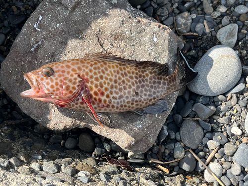 オオモンハタの釣果