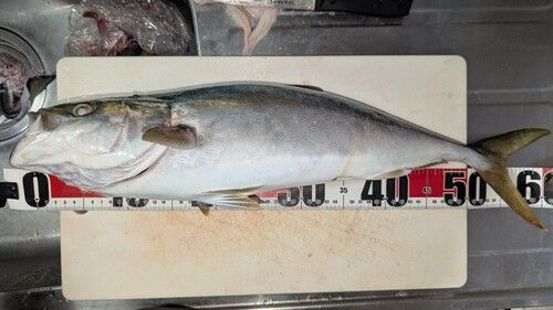 ハマチの釣果