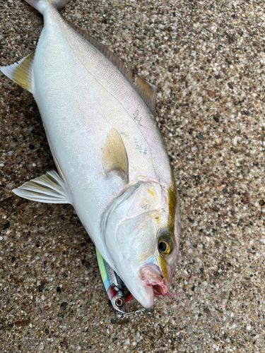 ショゴの釣果