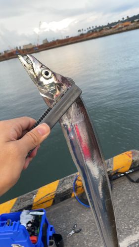 タチウオの釣果