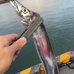 タチウオ