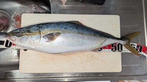 ハマチの釣果