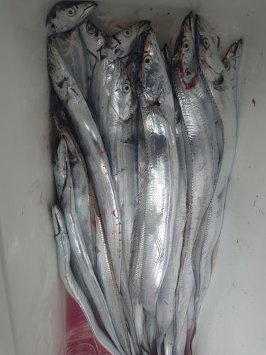 タチウオの釣果