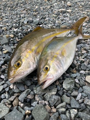 ショゴの釣果