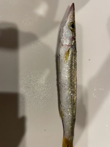 カマスの釣果