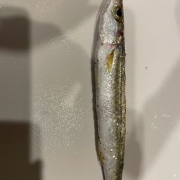 カマス