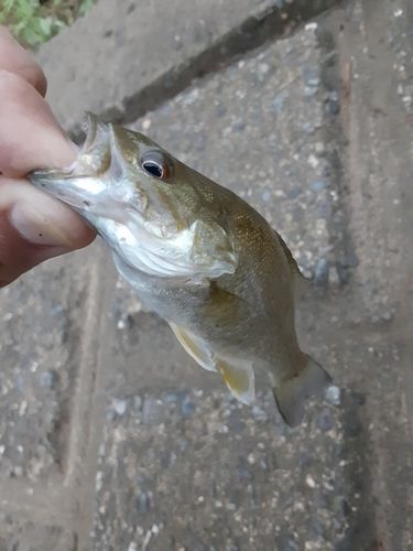 入間川下流
