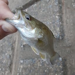 スモールマウスバス