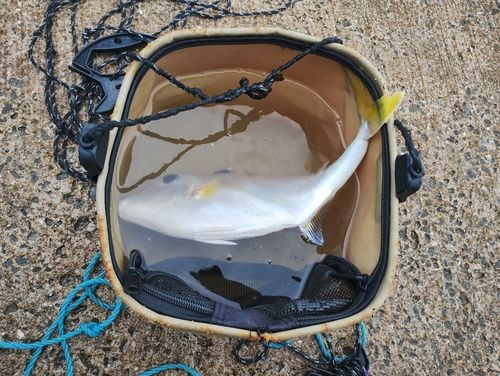 ギマの釣果