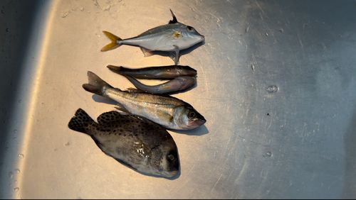 コショウダイの釣果